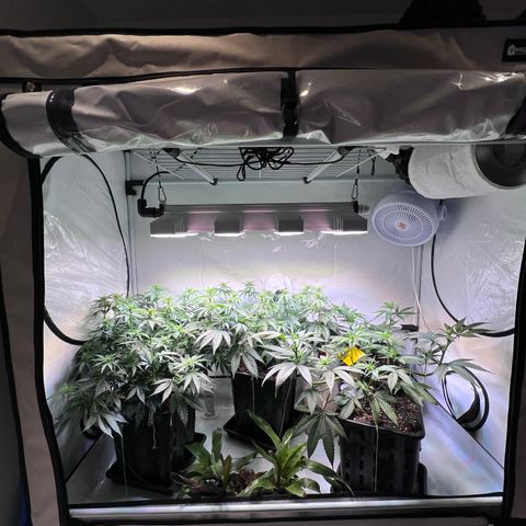 S.N.B  #1 growlog timeline photo