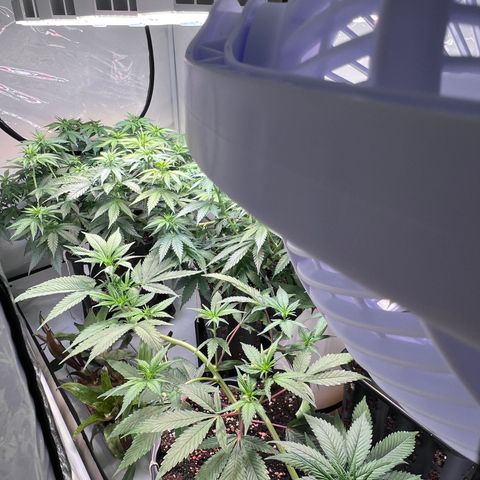 S.N.B  #1 growlog timeline photo