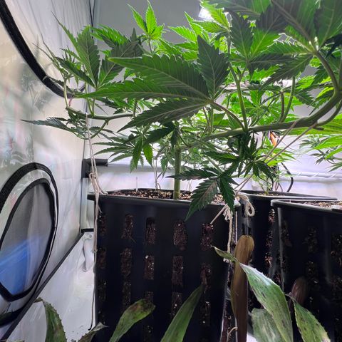 S.N.B  #1 growlog timeline photo