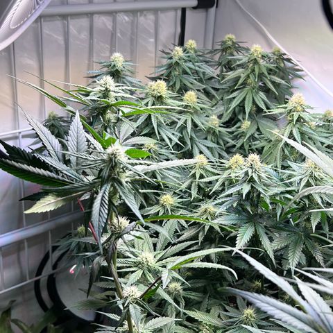 S.N.B  #1 growlog timeline photo
