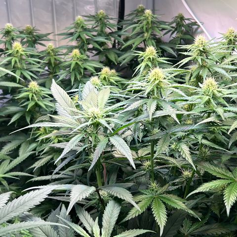 S.N.B  #1 growlog timeline photo