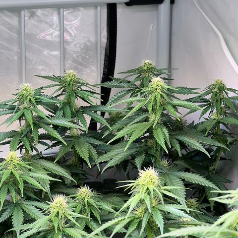 S.N.B  #1 growlog timeline photo