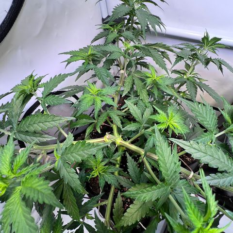 S.N.B  #1 growlog timeline photo
