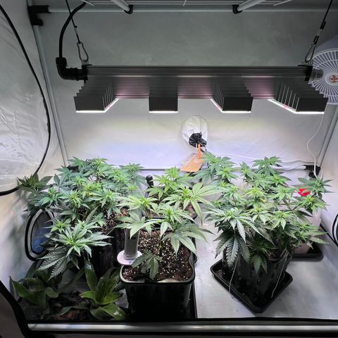 S.N.B  #1 growlog timeline photo