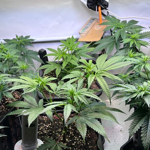 S.N.B  #1 growlog timeline photo