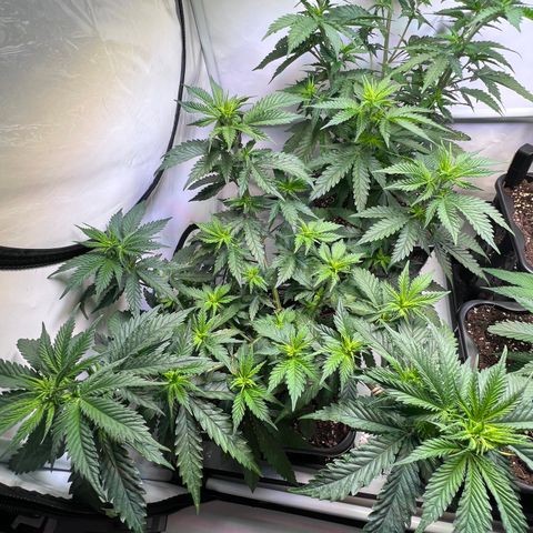 S.N.B  #1 growlog timeline photo