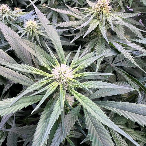 S.N.B  #1 growlog photo: Dito.