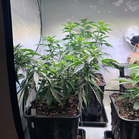 S.N.B  #1 growlog timeline photo