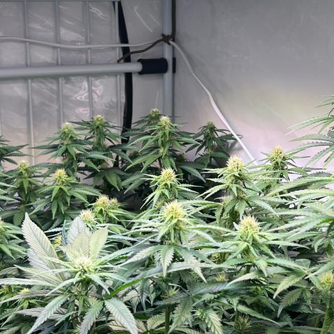 S.N.B  #1 growlog timeline photo
