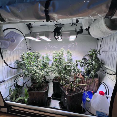 S.N.B  #1 growlog timeline photo