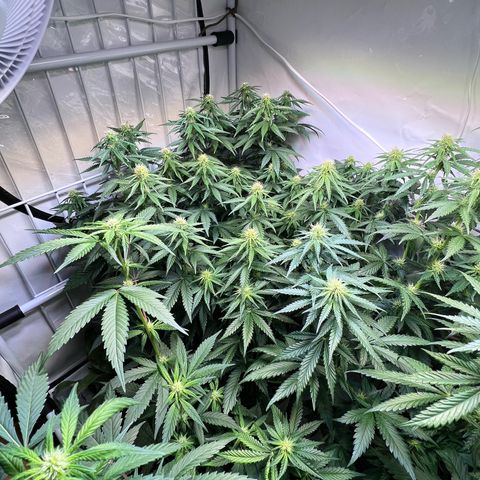 S.N.B  #1 growlog photo: Perfekt Umgestellt! 