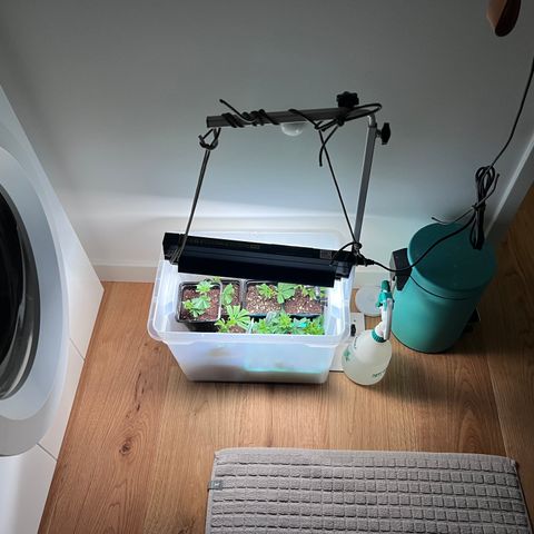 S.N.B  #1 growlog timeline photo