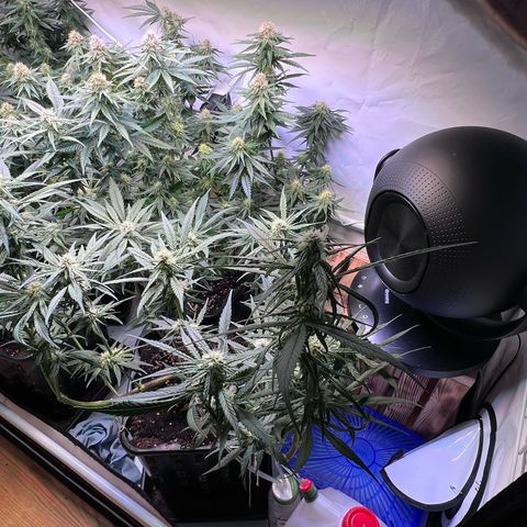 S.N.B  #1 growlog timeline photo