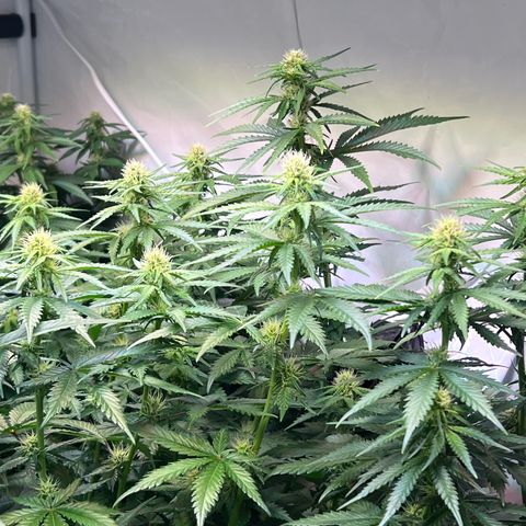 S.N.B  #1 growlog timeline photo
