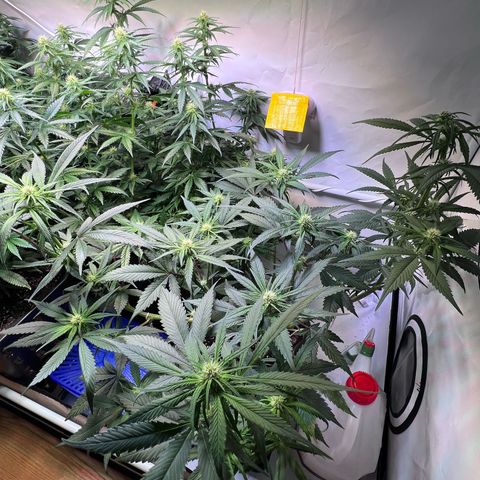 S.N.B  #1 growlog photo: Perfekt Umgestellt! 
