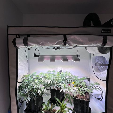 S.N.B  #1 growlog timeline photo