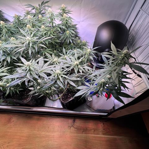 S.N.B  #1 growlog timeline photo
