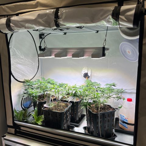 S.N.B  #1 growlog timeline photo