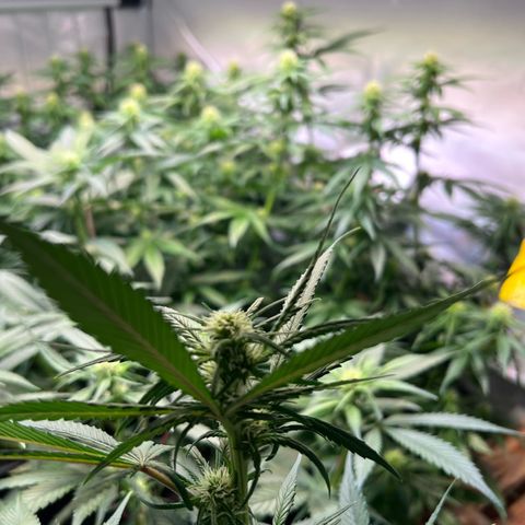 S.N.B  #1 growlog timeline photo