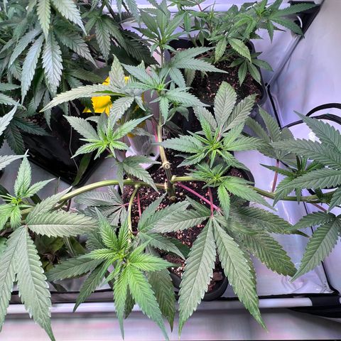 S.N.B  #1 growlog timeline photo