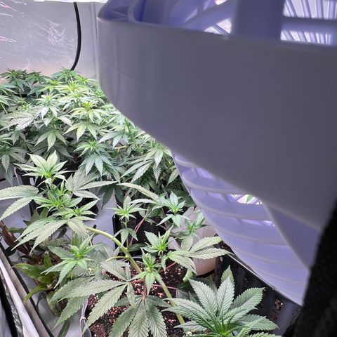 S.N.B  #1 growlog timeline photo