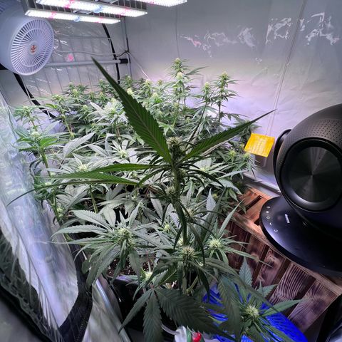 S.N.B  #1 growlog timeline photo