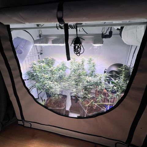 S.N.B  #1 growlog timeline photo