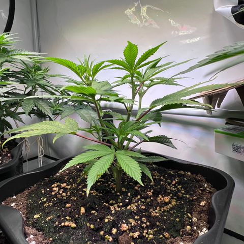S.N.B  #1 growlog timeline photo