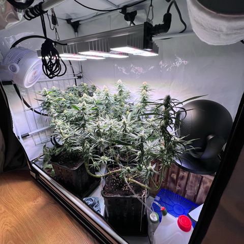 S.N.B  #1 growlog timeline photo