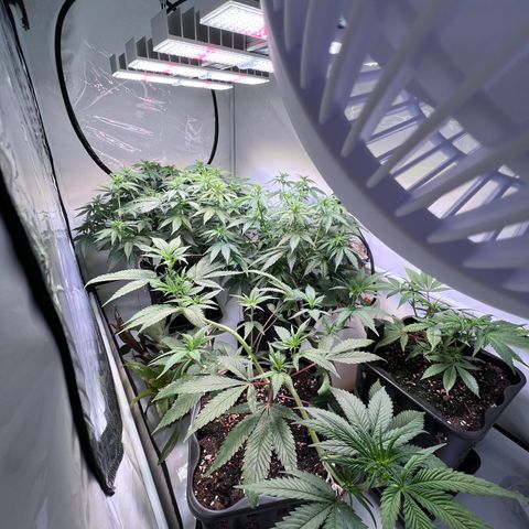 S.N.B  #1 growlog timeline photo