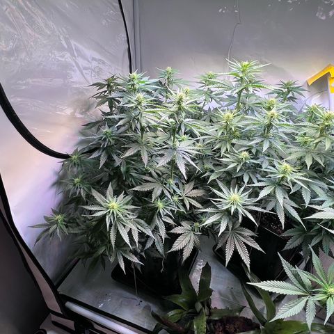 S.N.B  #1 growlog timeline photo