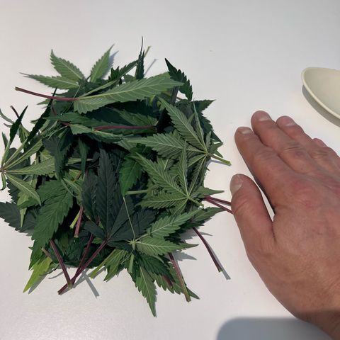 S.N.B  #1 growlog photo: Blätter abgezupft, eine gute Handvoll. 
Fenster gestern mit Klebeband abgedichtet im Schlafzimmer und der Küche.