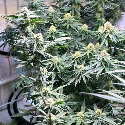 S.N.B  #1 growlog timeline photo