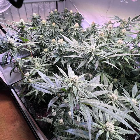 S.N.B  #1 growlog timeline photo