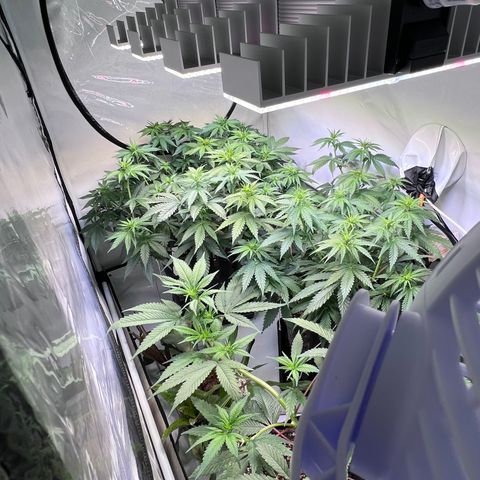 S.N.B  #1 growlog timeline photo