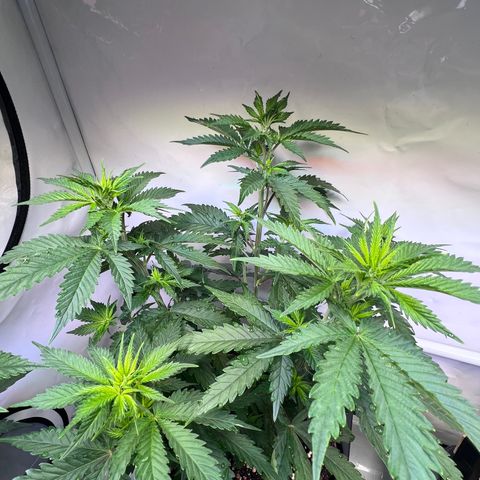 S.N.B  #1 growlog timeline photo