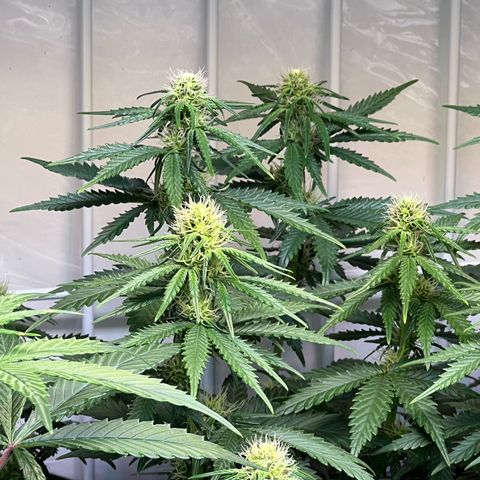 S.N.B  #1 growlog timeline photo