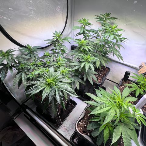 S.N.B  #1 growlog timeline photo