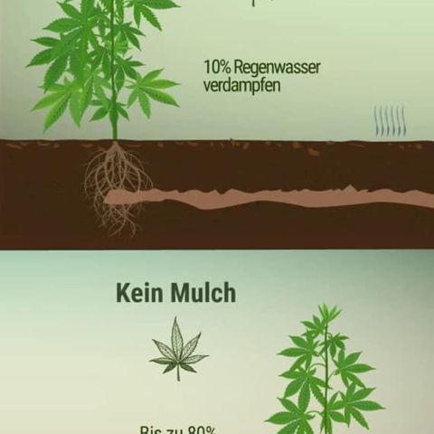 S.N.B  #1 growlog timeline photo