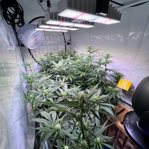 S.N.B  #1 growlog timeline photo