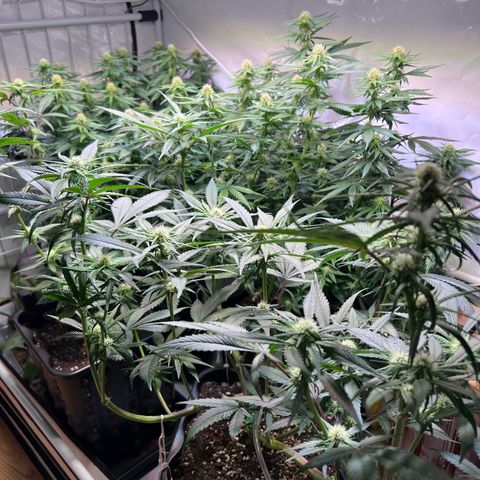 S.N.B  #1 growlog photo: Dito.
