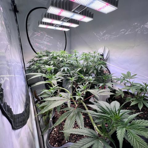 S.N.B  #1 growlog timeline photo