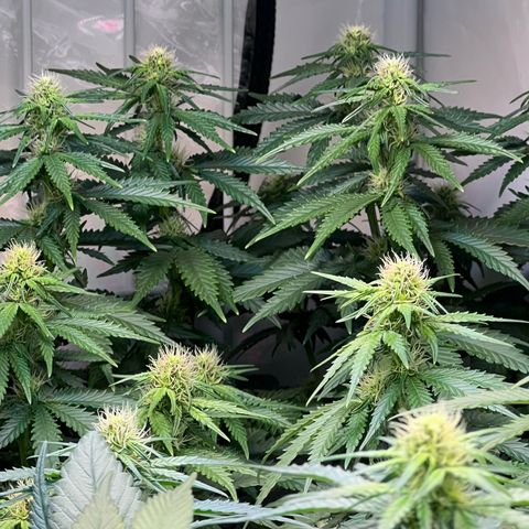 S.N.B  #1 growlog timeline photo