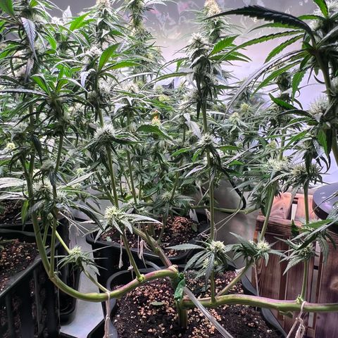 S.N.B  #1 growlog timeline photo