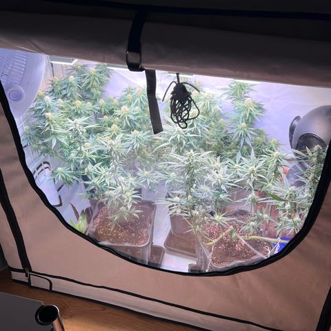 S.N.B  #1 growlog timeline photo