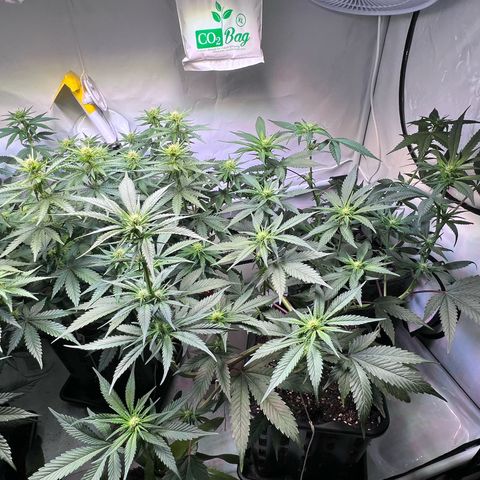S.N.B  #1 growlog timeline photo