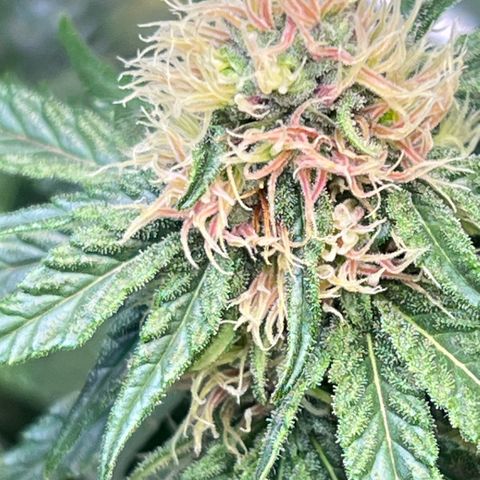 S.N.B  #1 growlog timeline photo