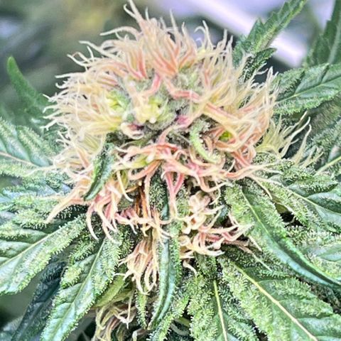 S.N.B  #1 growlog timeline photo