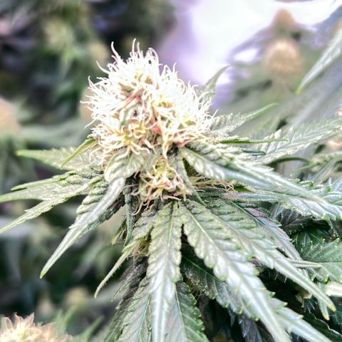 S.N.B  #1 growlog timeline photo