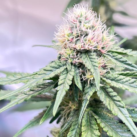 S.N.B  #1 growlog timeline photo